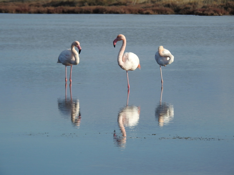 LES SALINS HYERES 01_20119