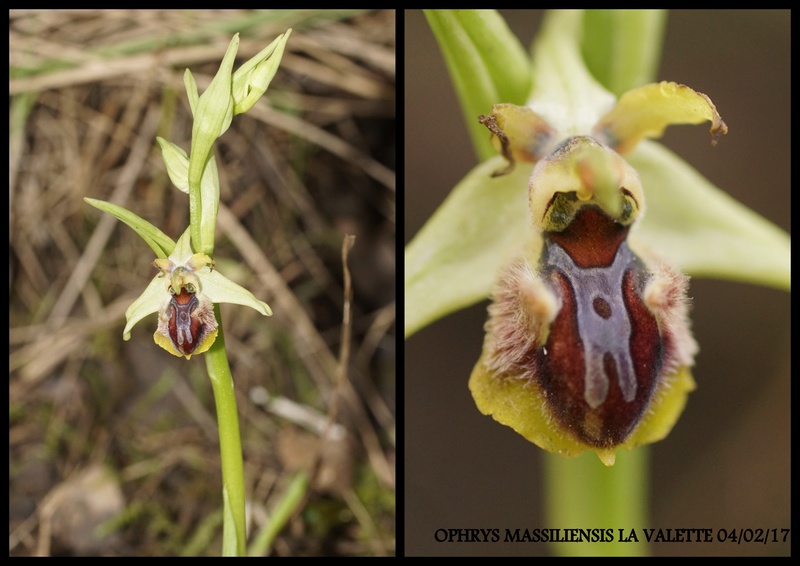 Nouvelles floraisons sur LA VALETTE du VAR Dossie13