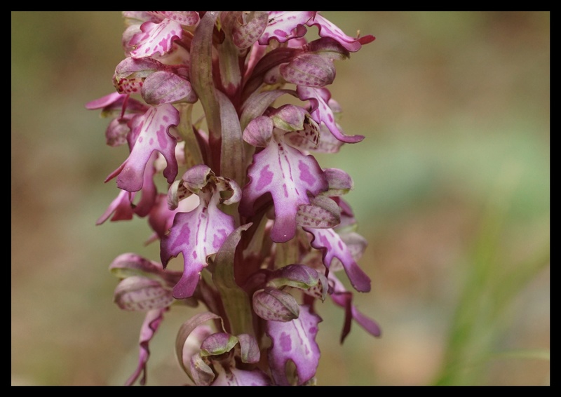 Nouvelles floraisons sur LA VALETTE du VAR Montag22