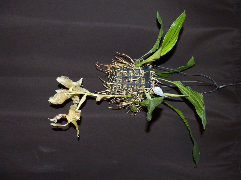 Stanhopea jennischiana P1030113