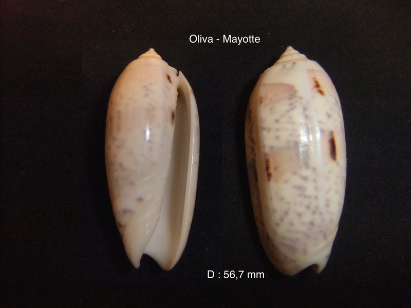 Miniaceoliva tremulina (Lamarck, 1811) - Worms = Oliva (Miniaceoliva) tremulina Lamarck, 1811 - Page 3 Oliva_10