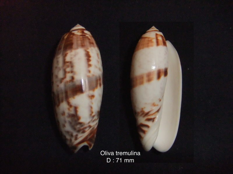 Miniaceoliva tremulina (Lamarck, 1811) - Worms = Oliva (Miniaceoliva) tremulina Lamarck, 1811 - Page 4 Oliva_11
