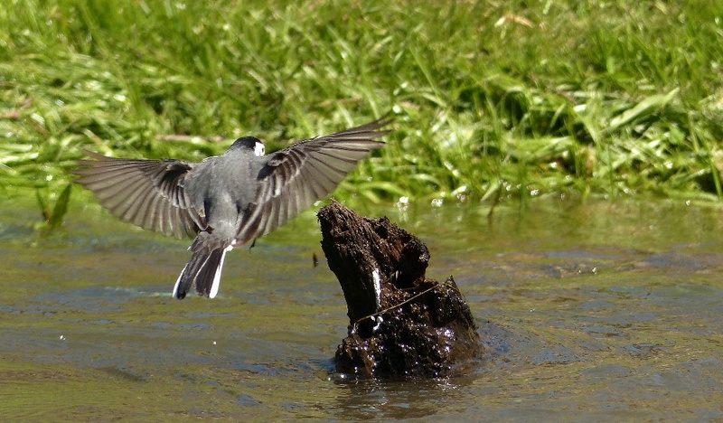 bergeronnette - Oiseaux en vol (dont en slow motion)  - Page 6 Berger10