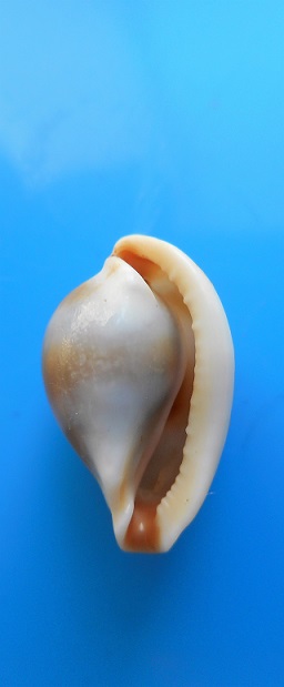 Margovula tinctilis C. N. Cate, 1973 Dscn9228