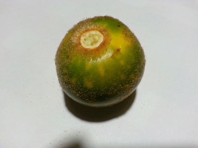 Solanum quitoense - lulo 20161211