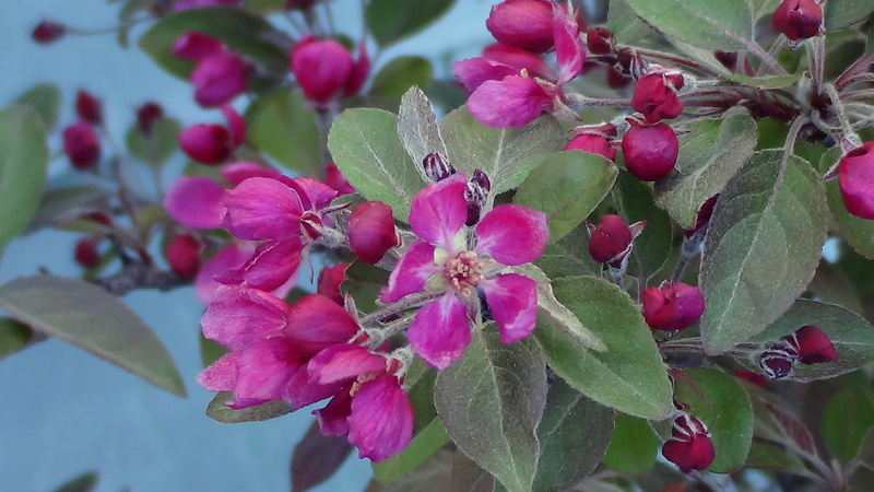 A purple leaf crab apple Dsc01014