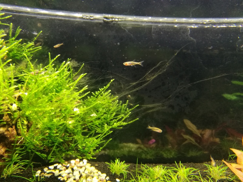 bac est en eau 70l plat microfish V2 Img_2018