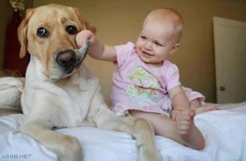 LES CHIENS BABY SITTER Tri_1211