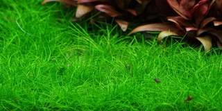 6 BACS ESCALIER dont 4 avec crevettes et 2 avec plantes 310