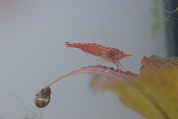 Mes bacs avec crevettes Dsc02832