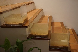 6 BACS ESCALIER dont 4 avec crevettes et 2 avec plantes Dsc05215