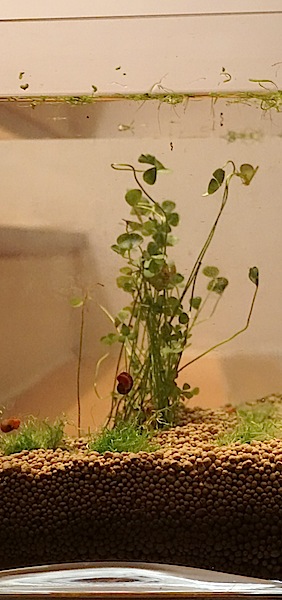 6 BACS ESCALIER dont 4 avec crevettes et 2 avec plantes Dsc05231