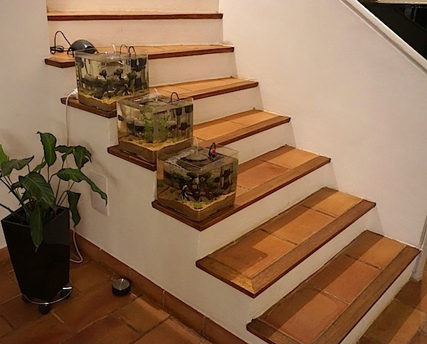 6 BACS ESCALIER dont 4 avec crevettes et 2 avec plantes - Page 2 Dsc05317
