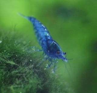 6 BACS ESCALIER dont 4 avec crevettes et 2 avec plantes Neocar12
