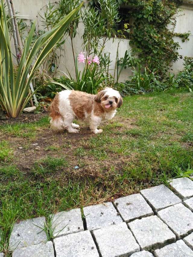 CAFEINE, petite Shih Tzu  de 9 ans (61) Img_2011