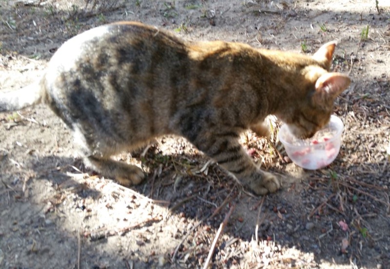 Urgence Turquie / 20 chatons beaux, très calins, de 3 mois à 2 ans max cherchent adoption et soins ! 510
