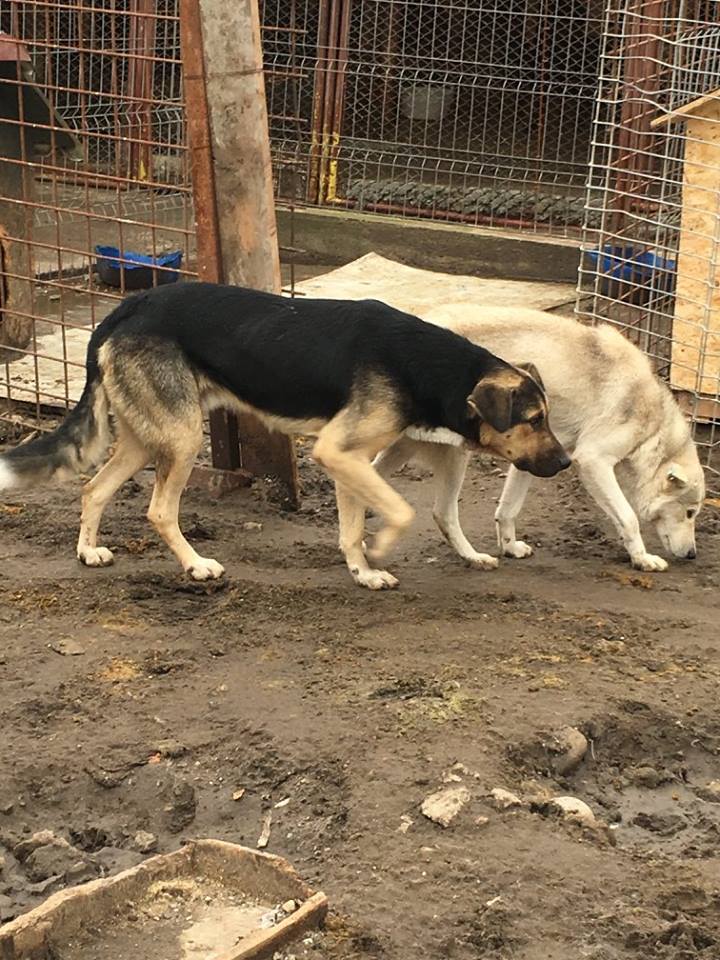 HUNTER, XBerger Allemand, né 2011 (PIATRA CC) - en pension chez ROMULUS Hunter11