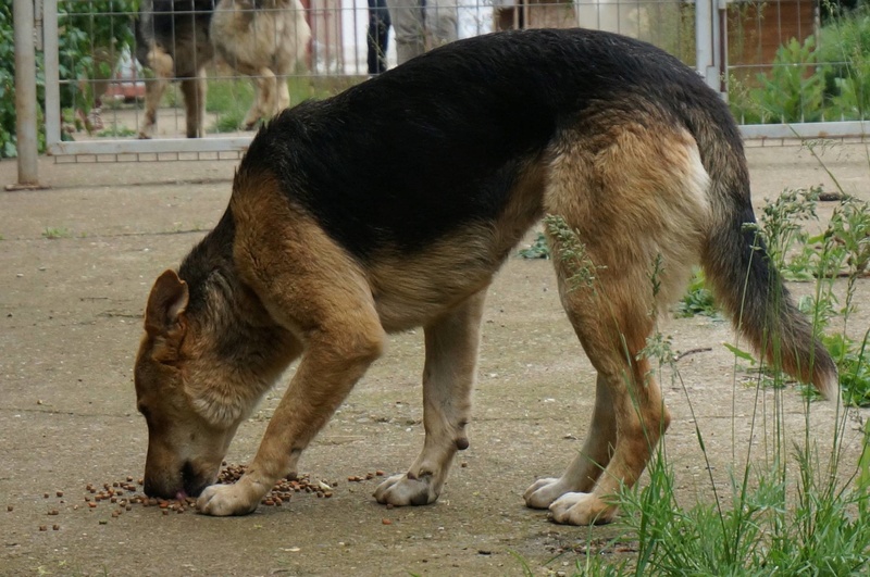 REXX, M-X berger allemand, taille moyenne-grande, né 2013 (RIFIL PIATRA) pret à voyager Rex810