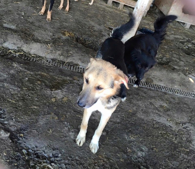 TOBI, X- BA, né ?? (TAMARA-FOURRIERE) SUPER SOCIABLE ET INTELLIGENT - reserve allemagne Tobi410
