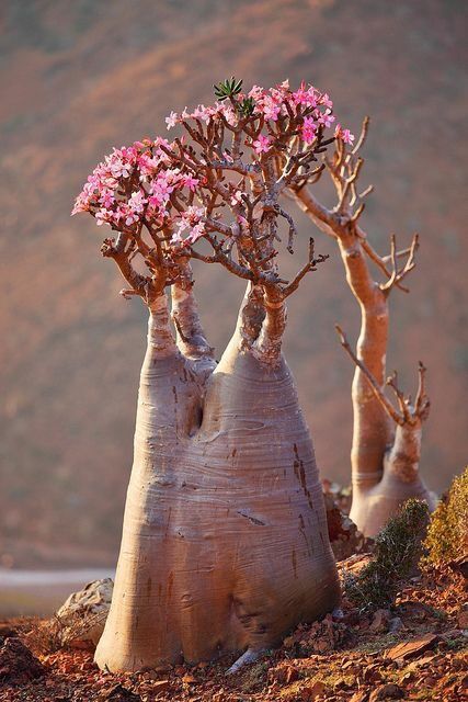 Des arbres qui ne laissent pas indifférents... - Page 4 0b9df610