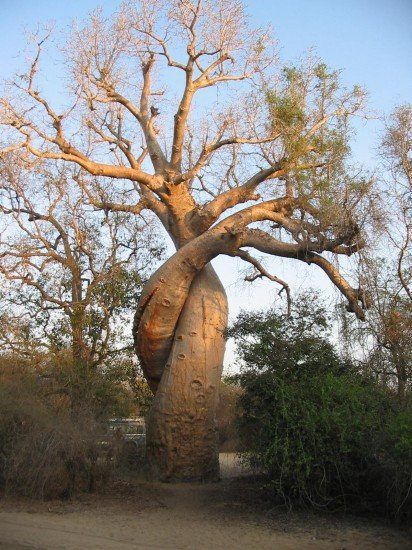 Des arbres qui ne laissent pas indifférents... - Page 2 Baobab10