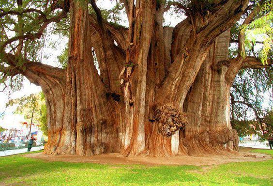 Des arbres qui ne laissent pas indifférents... Cyprys10