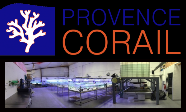 provence corail - Page 2 Captur16
