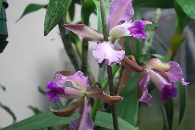 Cattleya Patrocinii  (Labiata X Guttata)  Cattle28