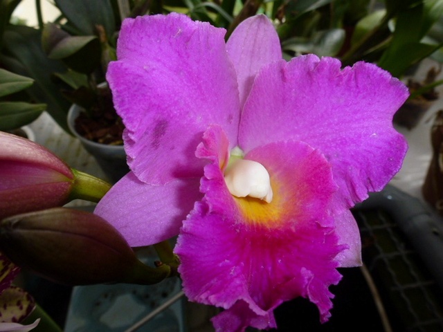 Rhyncholaeliocattleya (Potinara) Hawaiian Charisma 'Hawaii'  Potina13