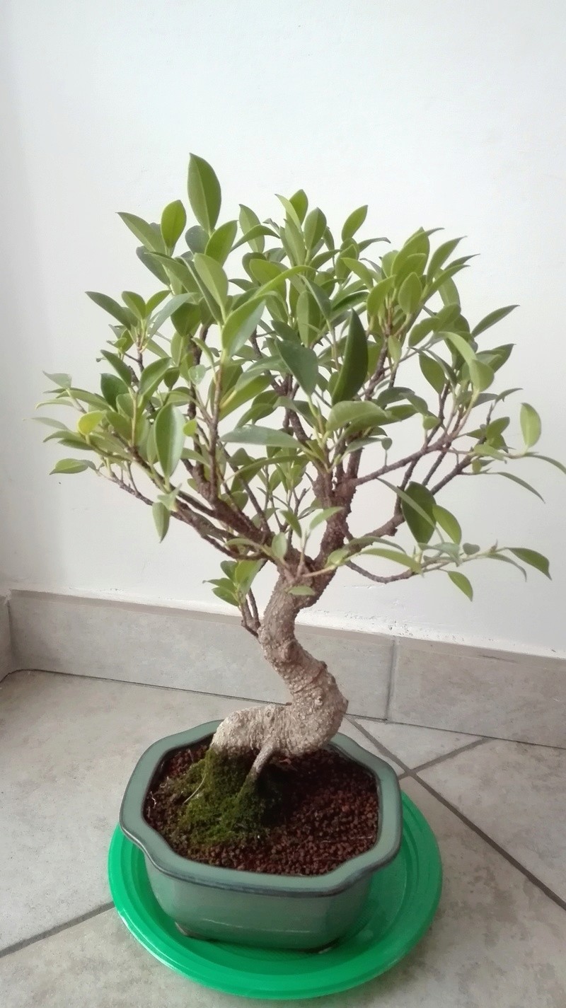Ficus retusa Img_2022