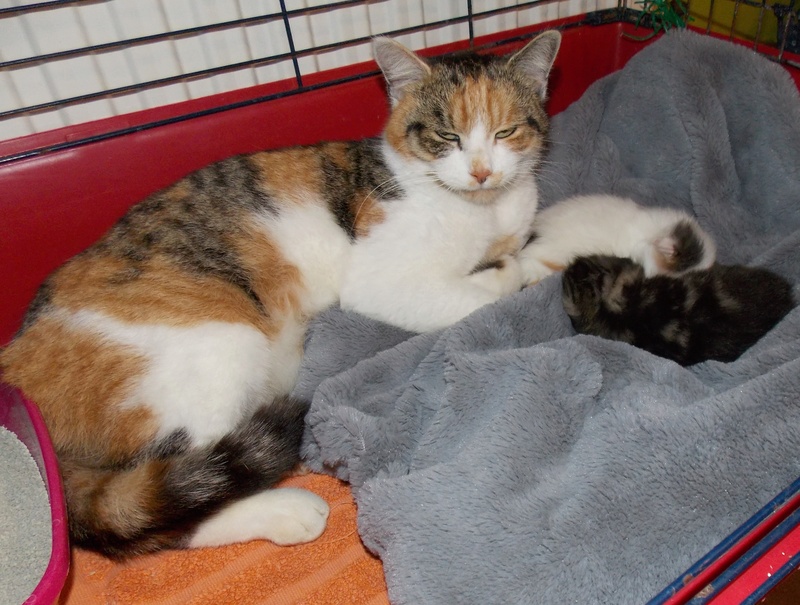 Urgence: une minette et ses 2 chatons cherchent une place en quarantaine!! --> Chez Elise, puis Aurélie, merci !!! Dscn2913