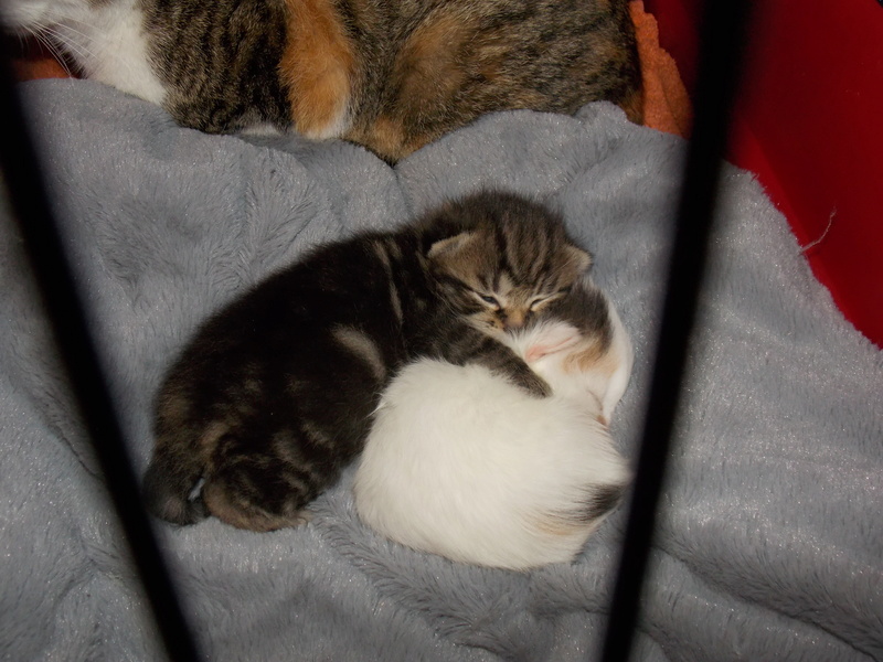 Urgence: une minette et ses 2 chatons cherchent une place en quarantaine!! --> Chez Elise, puis Aurélie, merci !!! Dscn2919