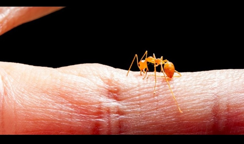 Les fourmis sont dotées d’un système............ V15