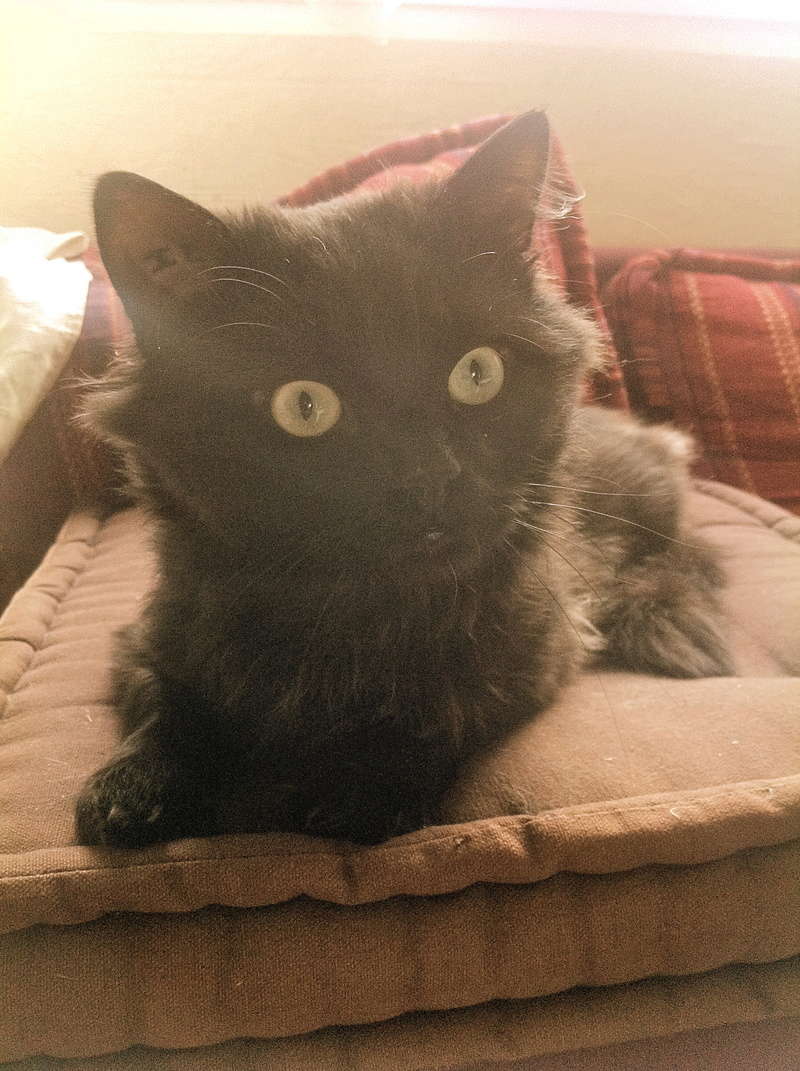 INDIGO, chat européen noir aux poils mi-longs, né en 2012 Img_1411