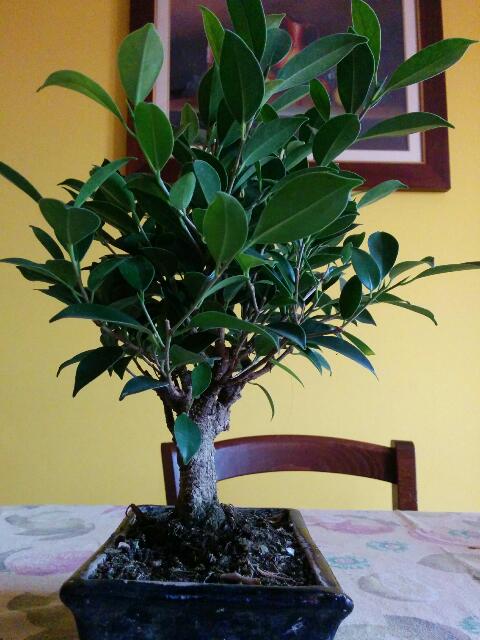 Mi hanno regalato un bonsai Rps20114