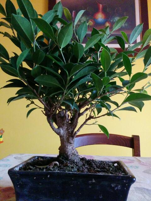 Mi hanno regalato un bonsai Rps20115