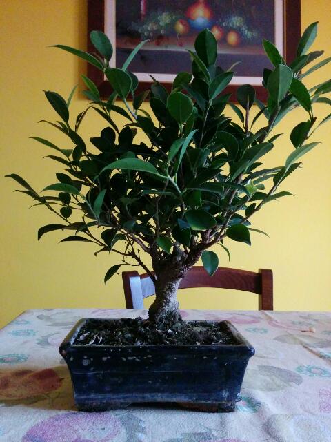 Mi hanno regalato un bonsai Rps20116