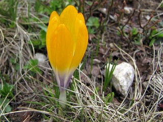 Orchids of Northern Pindos National Park Crocus11