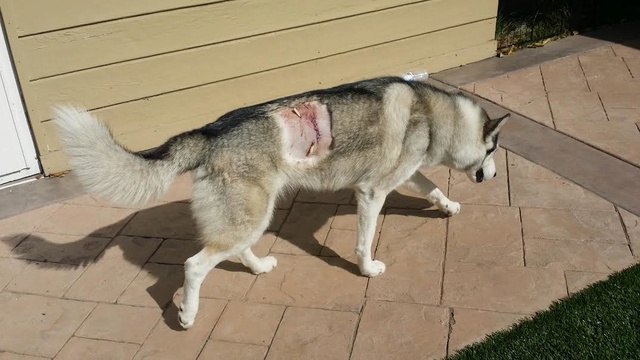 My Husky was bitten and I have a question. Unname10
