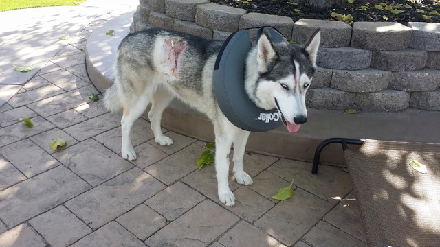 My Husky was bitten and I have a question. Unname13