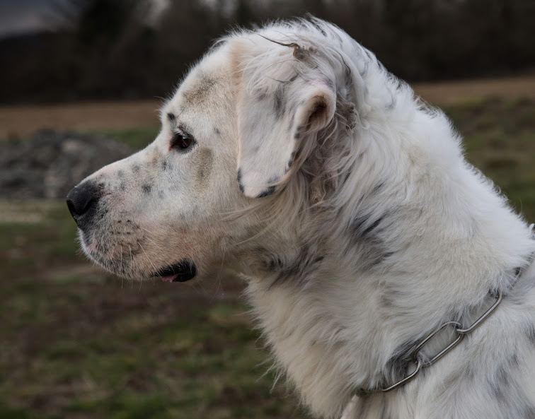  MONZON chien croisé dogue /retriever 6 ans -  Asso Orfee en pension dept 79 Img_6210