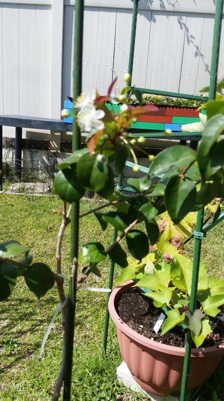 Plants on Oahu 2016_011