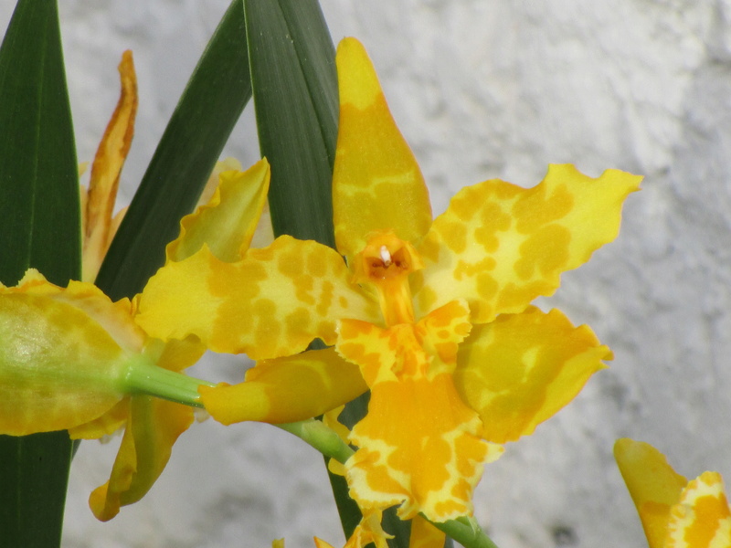 × Oncostele „Geyser Gold“ Img_0728