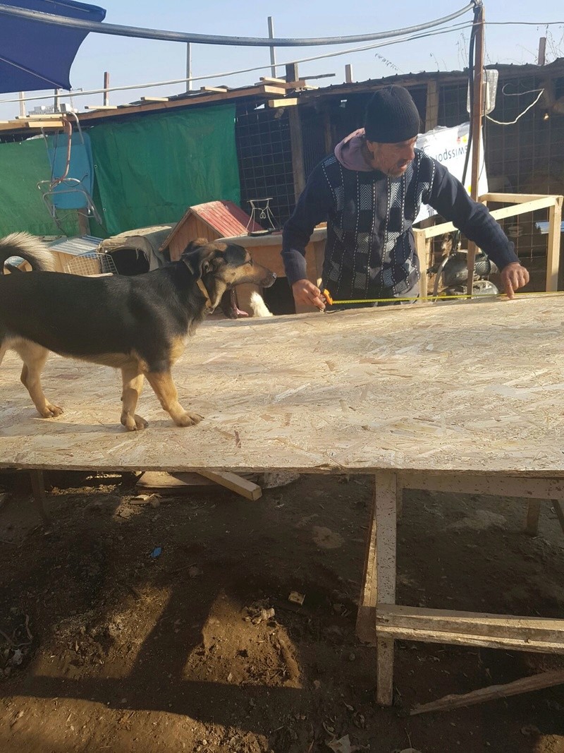 Cagnotte pour aider Alis et ses chiens ( Bucarest - Roumanie )  Img-2039