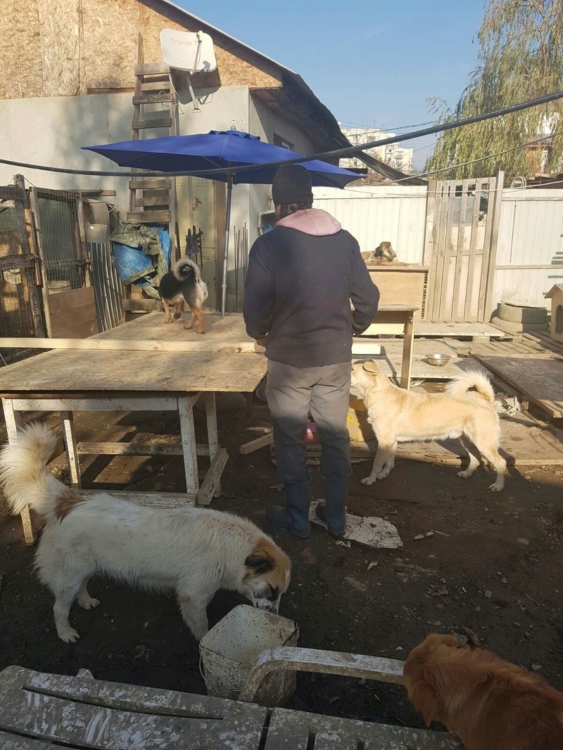 Cagnotte pour aider Alis et ses chiens ( Bucarest - Roumanie )  Img-2044