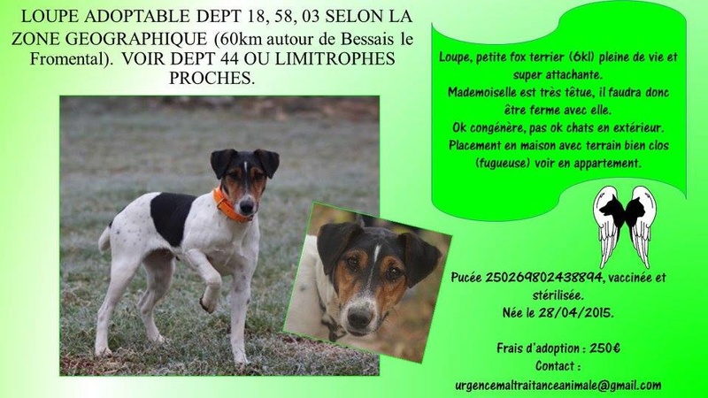 LOUPE femelle X Fox Terrier - 04/2015 - UMA Loupe10