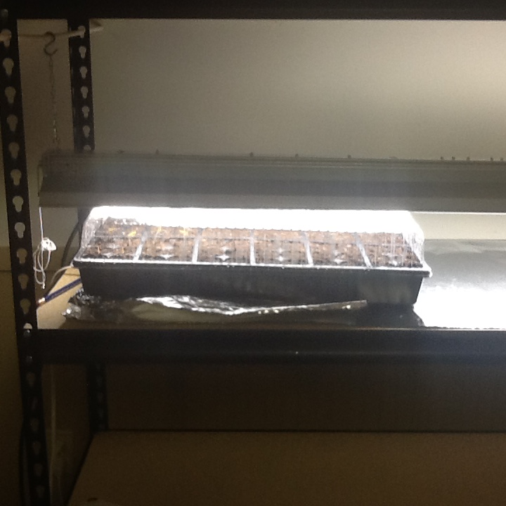 Seed starting station.. - Page 6 Image28