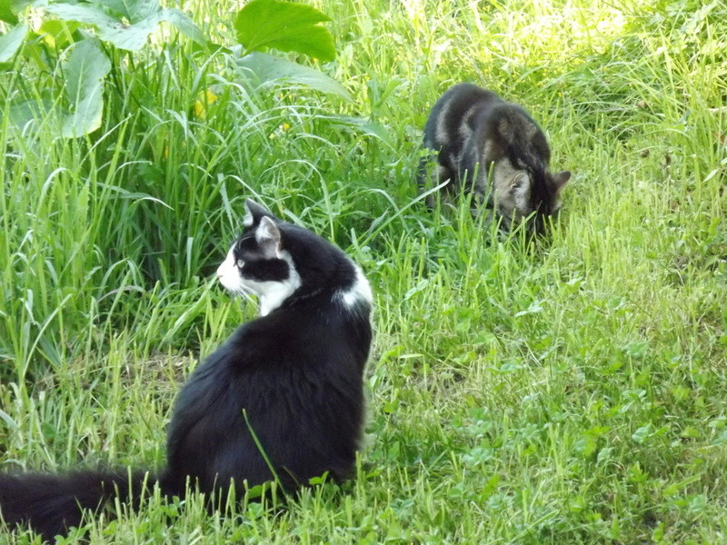 Guismo, chaton noir et blanc poils mi longs 2 mois IE n° 250269810587402 - Page 2 Dscf3511