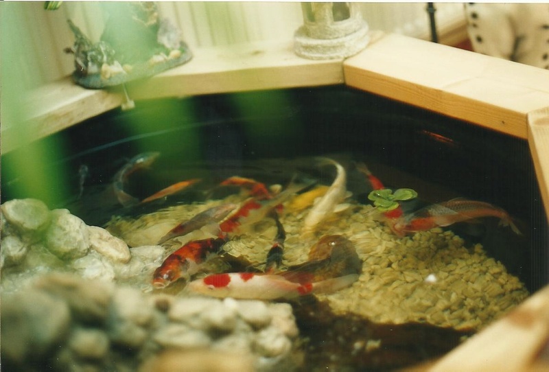 Small koi in an indoor pond Koi_mi10