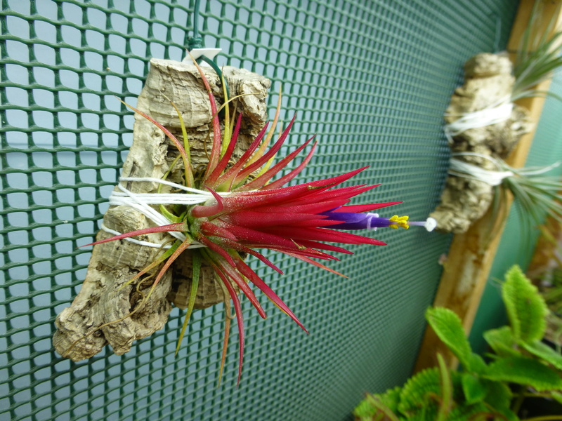 photos de tillandsias  Ionant12